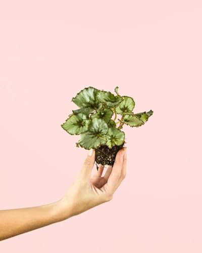 Begonia Rex Mint | Mini Plantas Naturales Interior | Pur Plant