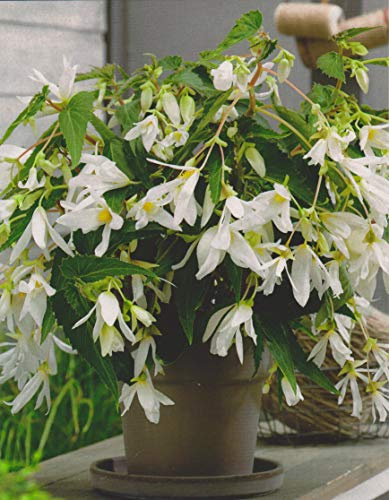 Bauernbegonie Begonia Bertini Santa Barbara Knollenbegonien Blumenzwiebeln Neu (1 Zwiebel)