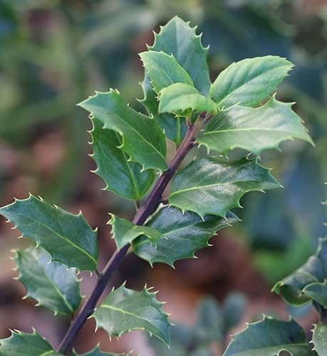 Stechpalme Ilex männlich Blue Prince 60-80cm - ilex meserveae