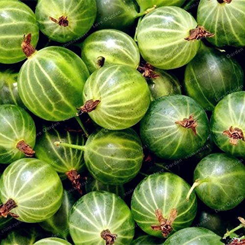 Bloom Green Co. 50PCS Orgánica Grosella espinosa Bonsai Lanterna frutta Fresca Bonsai perenne giardino Piantare di nutrienti ricchi di frutta: 7