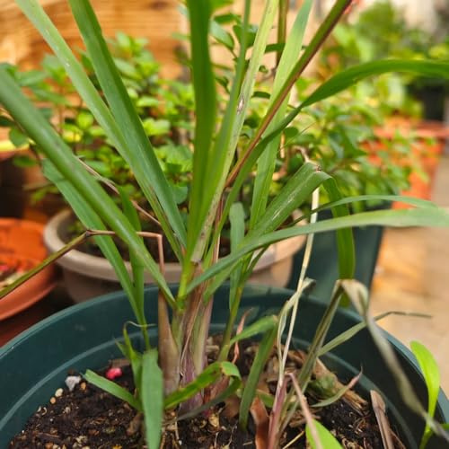 zitronengrassamen kübelgeeignet pflegeleicht 550pcs