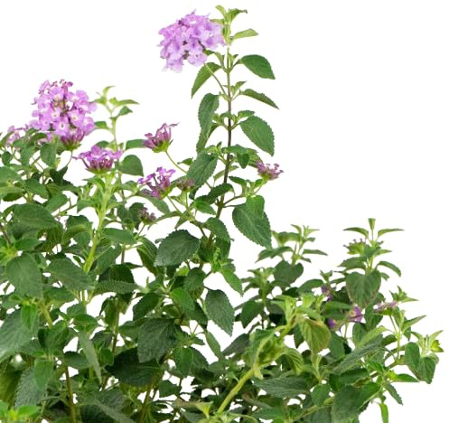 Lantana Montevidensis Natural Planta de Exterior - Dale Vida a tu Espacio al Aire Libre