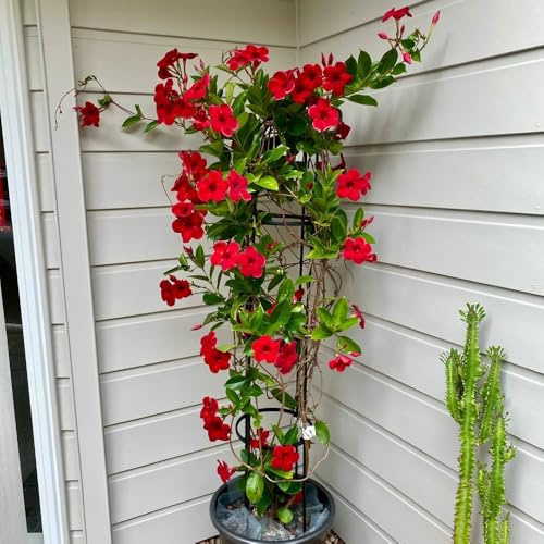 semi di mandevilla perenni - esterni dipladenia balcone resistente decorazioni da giardino 50pcs
