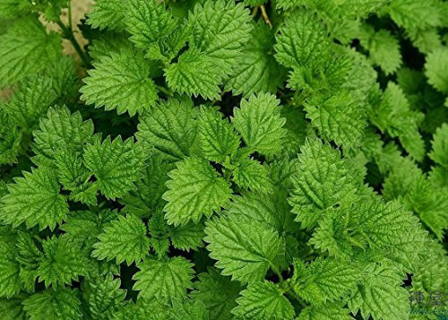 Semi di menta piperita (200 semi) organico tè balsamea Mentha