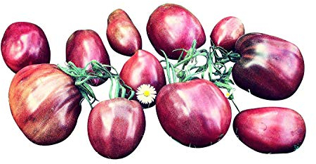 Tomate 'Ukranian Purple' 10 Samen