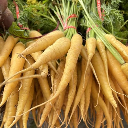 PREMIER SEEDS DIRECT - Yellowstone Carrot Seeds, Approx 1000 Seeds