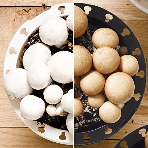 Mushroom Growing Kit | Grow Your Own White or Brown Mushrooms | Kitchen Garden | Easy to Use, Includes Full Instructions