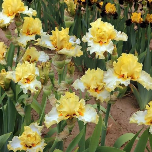 semillas de iris, semillas exóticas iris tectorum, semillas de jardín silvestres 300pcs