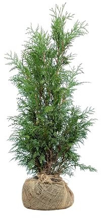 Lebensbaum ‚Martin‘ – Thuja plicata – Heckenpflanze – Auswahl der Höhe 60–200 cm – immergrün & robust – ideal für Sichtschutz und dichte Hecken (Variante 80-100cm)