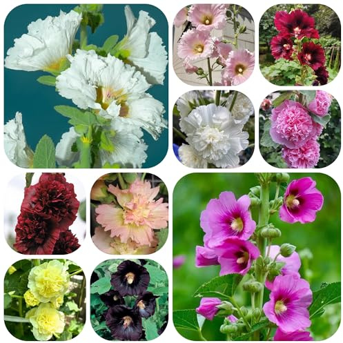 semi di malvarosa resistenti all'esterno biologici di malvarosa all'esterno resistenti per il giardino ornamentali 1000pcs