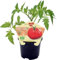 Cultiva tus Propios Tomates con la TOMATERA PREMIUM Natural