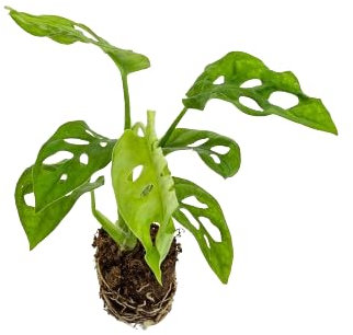 Monstera Obliqua Natural Planta Exótica de Interior Fácil de Cuidar