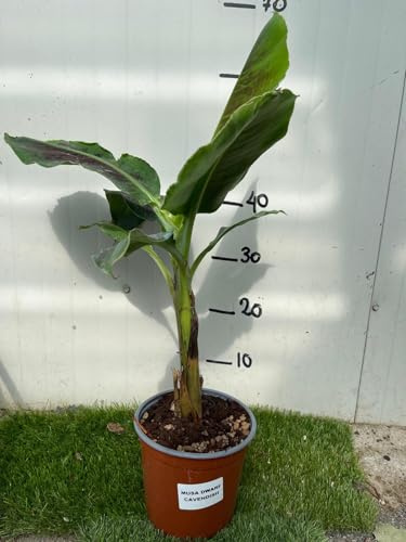 Vivaio Garden Forest Musa Dwarf Cavendish – Pianta di Banano Nano H100 cm – Pianta Tropicale Ornamentale per Casa e Giardino – Pianta di Banana