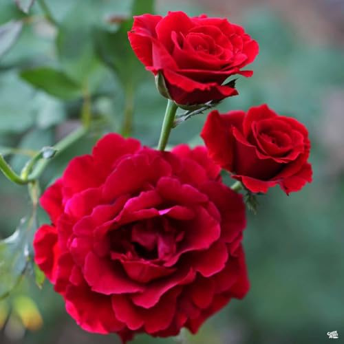 Don Juan Climbing Rose Live Plants | Pack of 2 | 5-9 Tall | Deep Velvet Red Fragrant Flowers | Fast-Growing Outdoor Trellis & Arbor Vine | Romantic Vertical Garden