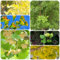 50 pz Semi di ginkgo regalo del giardino Albero di gingko - Ginkgo biloba - piante d'appartamento vere piante in vaso piante rare da giardino interno Semi di piante resistenti all'esterno