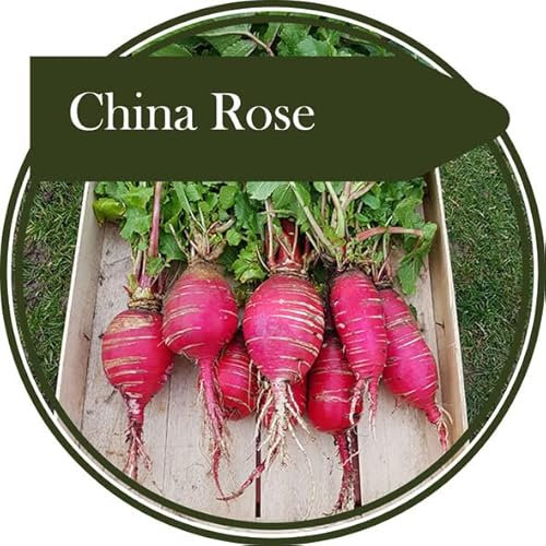 1000 semillas de rábano rosa de China. Producción de raíces grandes de medio largo con tocón con piel rosa profunda y carne sólida blanca. Muy bueno para el cultivo de invierno