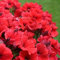 Luojuny Semillas de Petunia, 100 Unids/Bolsa Semillas de Petunia Colgantes Decorativos Bonsai Mesa Anual Semillas de Plantas de Paisaje para Parterre Rojo