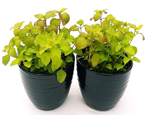 POWERS TO FLOWERS - MELISSA, 2 PIANTE, vaso14cm, piante vere