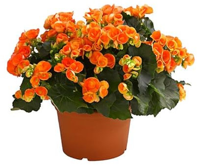 Begonia Hiemalis Flor Natural Colores Mixtos Planta Interior y Exterior