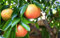 Semillas de pomelo Árbol frutal Cítricos paquete de 100 semillas