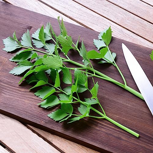 semi di levistico giardino arredamento del soggiorno resistente in vaso resistenti 300pcs