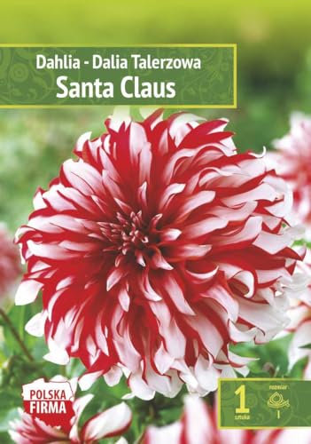 AGRONOM | DAHLIEN - SANTA CLAUS | Mehrjährige Blumenzwiebeln | Eine Mixtur Blumen | Werden in Blumengärten, Töpfen angebaut, in blühenden Rasenflächen | 1 Blumenzwiebeln