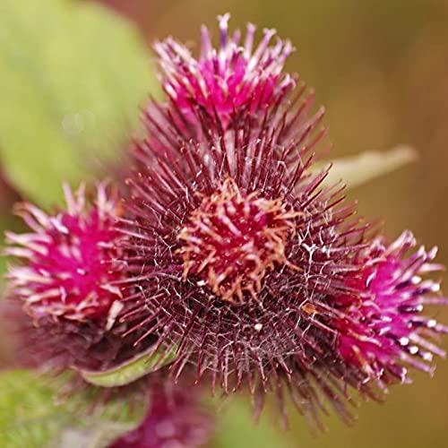 TOYHEART 200 Stück Premium-Blumensamen, Arctium Lappa-Samen Wunderschönes, Lebendiges, Schnell Wachsendes, Ausgezeichnetes Produkt, Das Großartige Klettensamen Zum Pflanzen Produziert rot