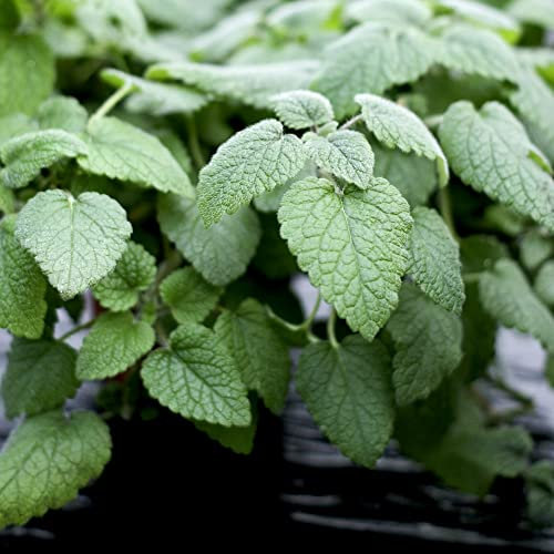 Lemon Balm Seeds Melissa officinalis Bee Balm Hardy Perennial Aromatic Foliage White Blooms Attract Pollinators Easy to Grow Your Own Edible Garden Herbs (Approx. 500 Seeds) by Thompson and Morgan