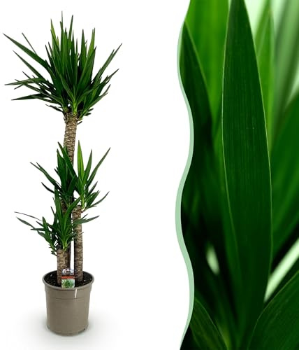 Yucca elephantipes - Yucca - Peu d'entretien - Vert - 125-140cm - Ø24cm - Plante d'intérieur - Vert persistant