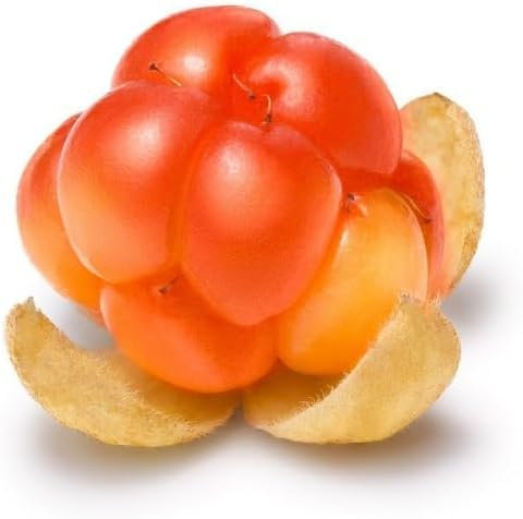 Neue, frische 50 Stück Moltebeeren-Fruchtsamen