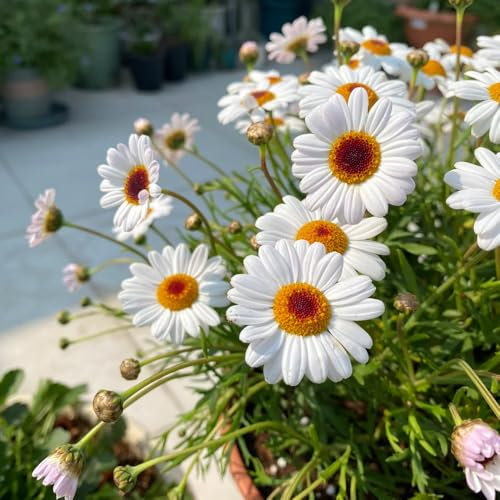 Margeriten Samen Mehrjährig, margeritensamen Argyranthemum frutescens, chrysanthemen samen pflanzen für draußen winterhart bonsai samen blumensamen mehrjährig winterhart 550pcs