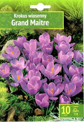 AGRONOM | CROCOUSS - GRAND MAITRE - Bulbes de Fleurs | Des Fleurs Vivaces | Les Fleurs Délicieusement Parfumées, Belles | Couleur Pourpre | Décoration de la Maison | 10 Pièces à Bulbes