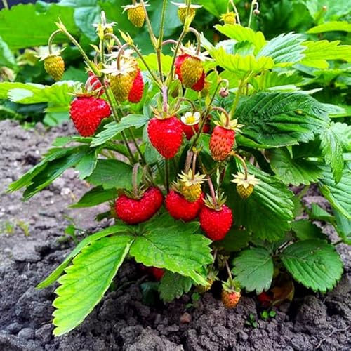 Wild Woodland Strawberry - 150 Seeds + Plant tag + Freebie - Baron Solemacher Fragaria Vesca, Red