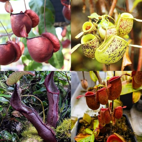 Nepenthes-kannenpflanze, winterharte für garten geschenke für gartenfreunde alte sorten pflanzensamen kräutergarten topfpflanzen balkonpflanzen 100Samen