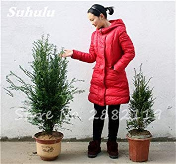 vegherb 10: 30 pezzi Redwoodbaum Samen Sequoia sempervirens Bonsai Topfpflanzen für Haus und Garten frisch Die Air DIY Hausgarten 10