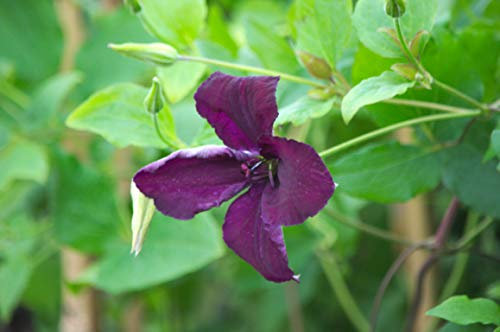 Clématite Dark Eyes C 3 Litres