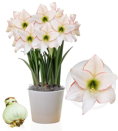 Bulbo de Amaryllis Picotee, 1 bulbo de flor tamaño grande 26/30, exclusivo plantas y flores de Holanda, Hippeastrum reales (no son semillas, cera o artificial)