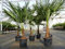 gruenwaren jakubik Trachycarpus fortunei 130-150 cm Palme Hanfpalme, winterhart bis -18°C