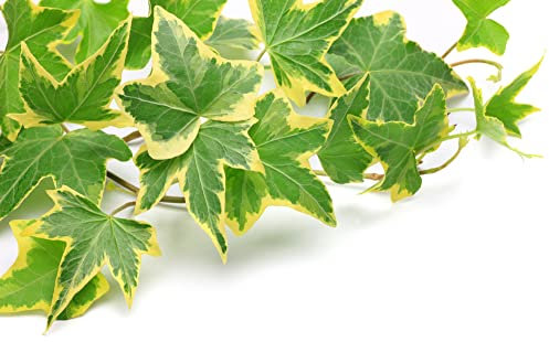 Variegated Ivy Plants, 'Goldchild', 1 x Full Plant in 1 Litre Pot, Ivy Plants, Garden Ready and Ready to Plant, Premium Quality Garden Perennials