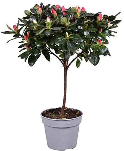 POWERS TO FLOWERS - AZALEA ALBERELLO ROSSA, VASO 13CM, ALTEZZA 40CM, pianta vera