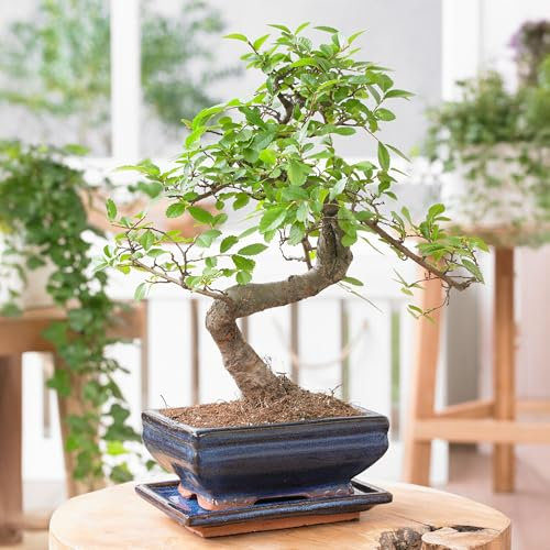 Chinese Elm S-Shape Live Bonsai Tree Indoor Plant – Indoor Bonsai Decoration House Plant Gift - Green Foliage and Grey-Brown Bark – Air-Purifying Thoughtful Natural Plants (15cm Tray, 20-30cm Height)