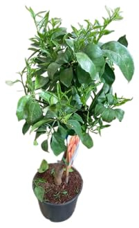 Naranjo Grande en Maceta Árbol Natural de 1m de Altura con Hojas Perennes