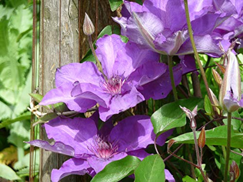 Clématite The President C 2 Litres