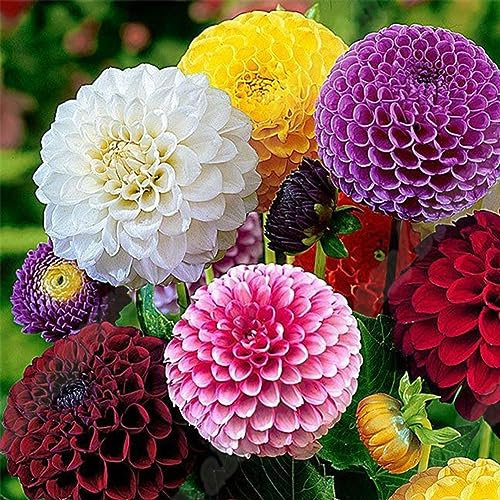 PERZOE 50 Stück gemischte Farben Ringelblumen-Tagetes-Blumenpflanze, Grassamen, Bonsai-Gartendekoration Tagetes-Samen