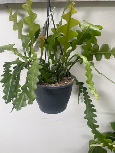 Vivaio Garden Forest Epiphyllum Anguliger Fishbone, Cactus, Pianta vera, Vaso 12cm, Spiga di Pesce, Cactus a lisca di pesce, Pianta Grassa, Messico, Ambienti luminosi, Fiori profumati