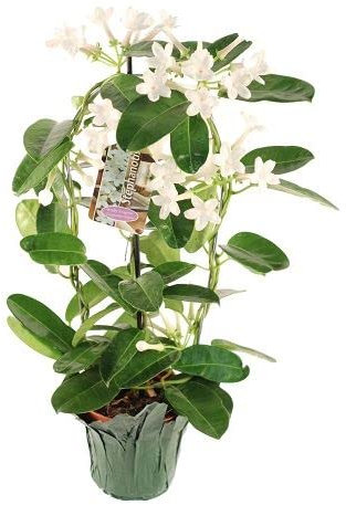 Planta de Interior Natural Jazmín de Madagascar