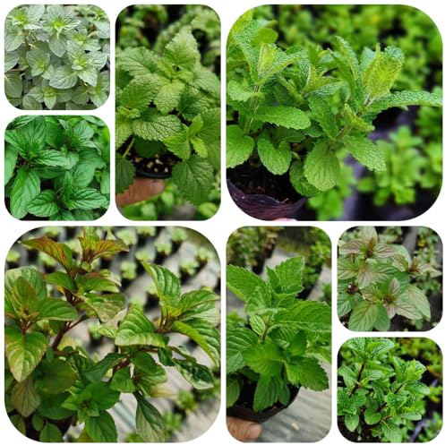 semi di menta resistente - biologici balcone rare esotiche interno 500pcs