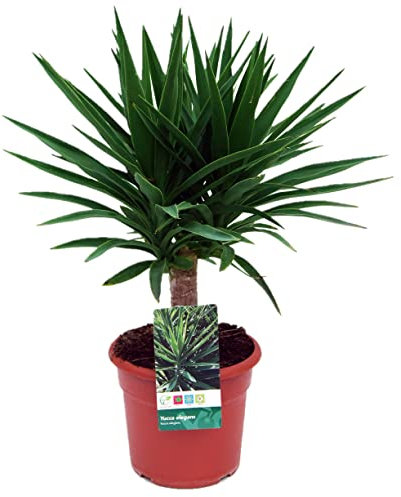 Palmera Yucca Elegans (Altura 70 Cm aprox) -Palmera Natural de decoración - Palmera de Interior y Exterior - Planta Viva