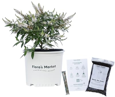 Dapper White Butterfly Bush - 3 Gallon - Includes Planting Kit