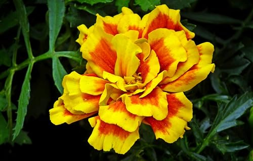 Tagetes (Tagetes patula). ´Abstehende Studentenblume´ Samen. (1000 Samen = 2,6g)
